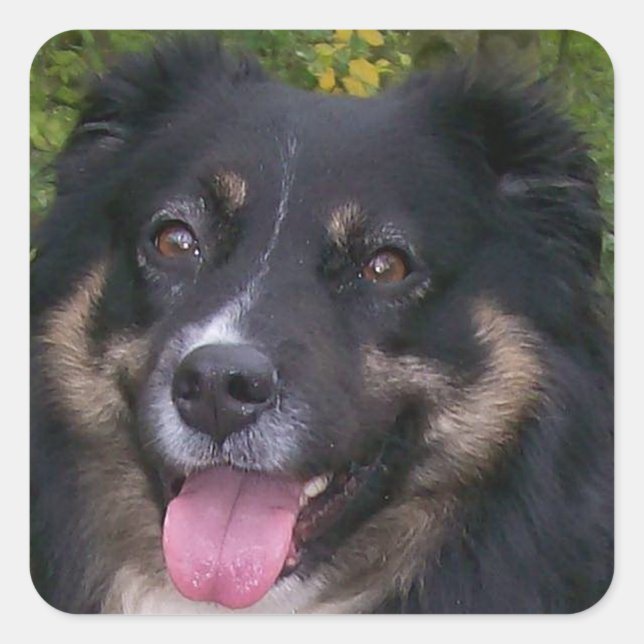 australian shepherd black tri square sticker (Front)