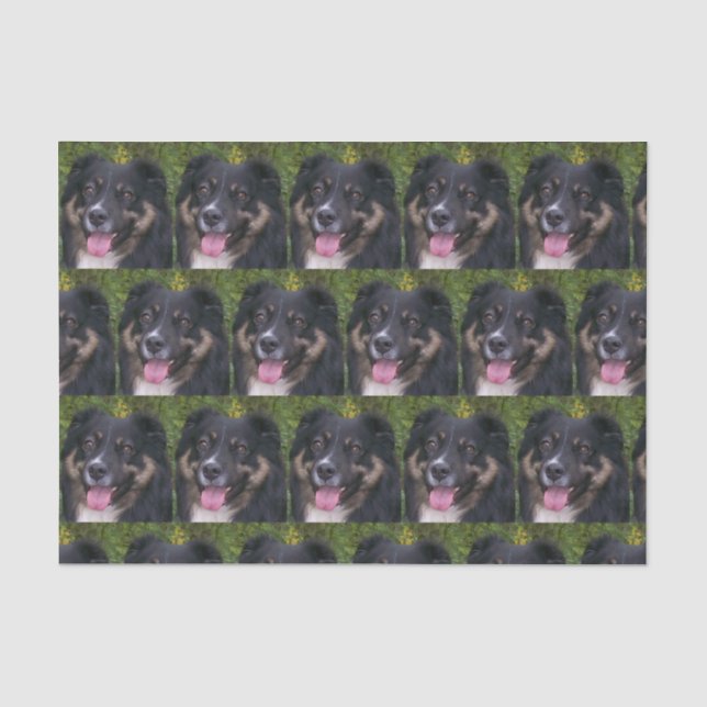 australian shepherd black tri tissue paper (Front)