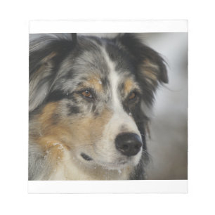 australian-shepherd-blue merle 2 notepad