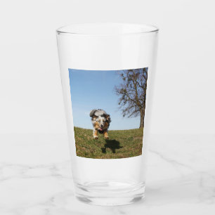 australian shepherd blue merle jumping glass