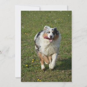 Australian shepherd blue merle running holiday card