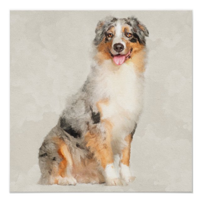 Australian Shepherd - Blue Merle Watercolor Poster (Front)