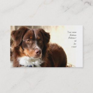 Australian Shepherd business cards