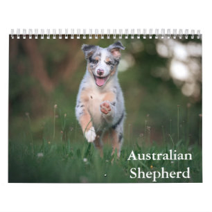 Australian Shepherd Calendar
