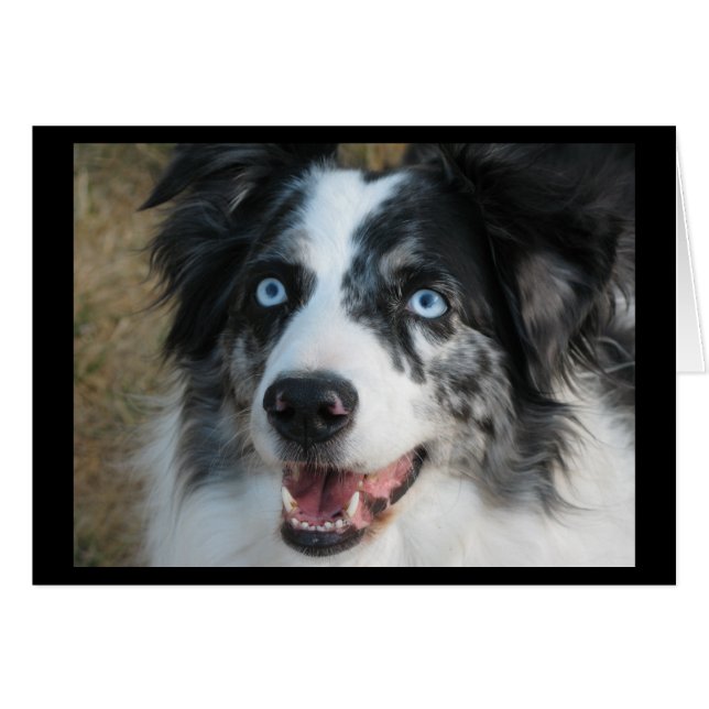 Australian Shepherd Card (Front Horizontal)