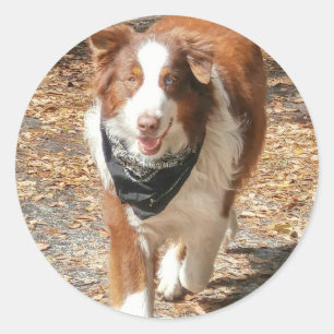 Australian Shepherd Cattle Dog with Bandanna Classic Round Sticker