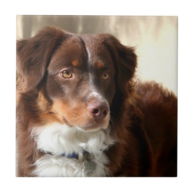 Australian Shepherd Ceramic Tile (Front)