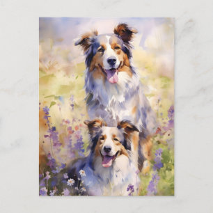 Australian Shepherd colourful watercolor artwork Postcard