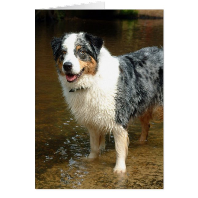 Australian Shepherd Dog (Front)