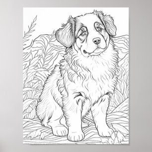 Australian Shepherd Dog Adult Colouring Poster