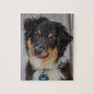 Australian Shepherd Dog Jigsaw Puzzle