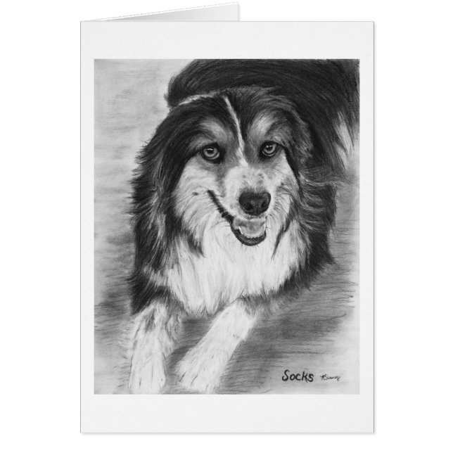Australian Shepherd Drawing (Front)