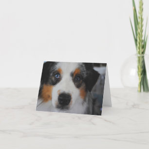 Australian Shepherd Happy Birthday Card