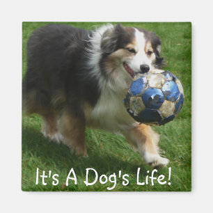 Australian Shepherd has a Ball! Magnet
