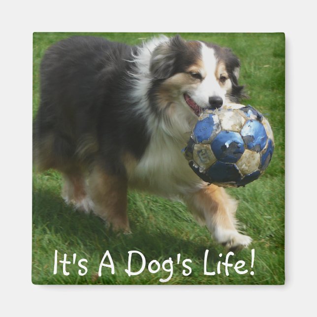 Australian Shepherd has a Ball! Magnet (Front)