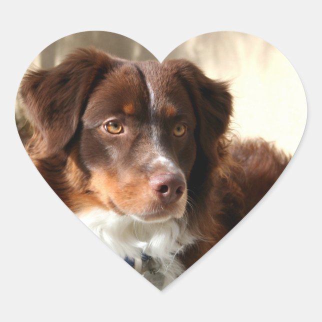 Australian Shepherd Heart Sticker (Front)