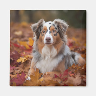 Australian Shepherd  in Autumn Leaves Fall Inspire Magnet