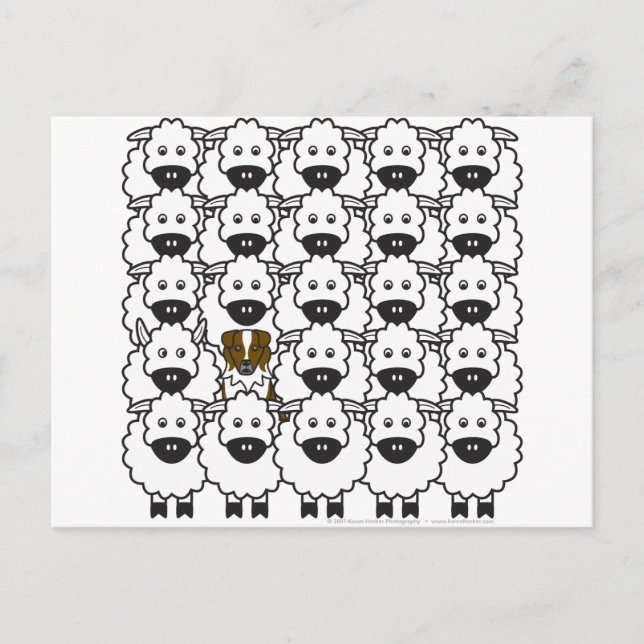 Australian Shepherd in the Sheep Postcard (Front)