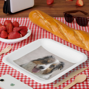 australian shepherd merle paper plate