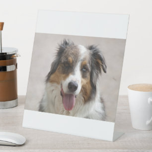 australian shepherd merle pedestal sign