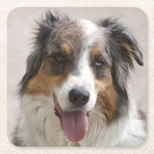 australian shepherd merle square paper coaster