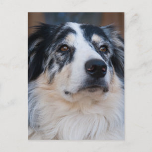 Australian Shepherd Mix Close Up Photograph Postcard
