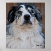 Australian Shepherd Mix Close Up Photograph