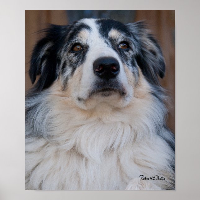 Australian Shepherd Mix Close Up Photograph Poster (Front)