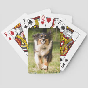Australian Shepherd Playing With Ball Cards