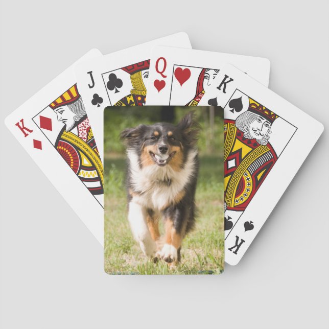 Australian Shepherd Playing With Ball Cards (Back)