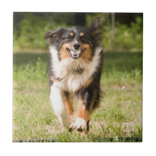 Australian Shepherd Playing With Ball Ceramic Tile