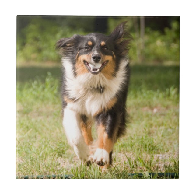 Australian Shepherd Playing With Ball Ceramic Tile (Front)