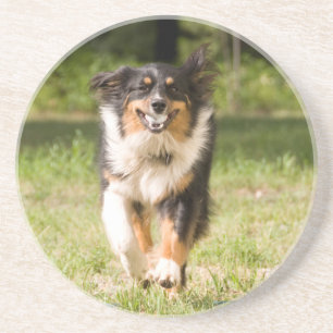 Australian Shepherd Playing With Ball Coaster