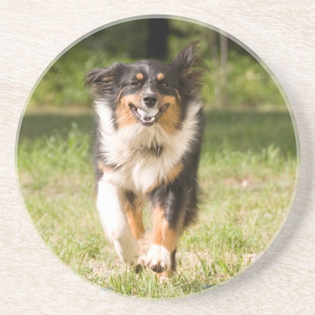 Australian Shepherd Playing With Ball Coaster (Front)