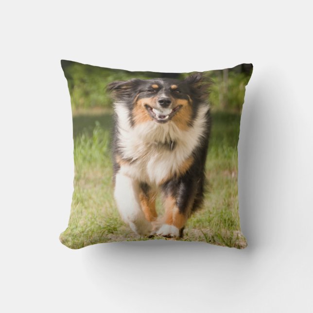 Australian Shepherd Playing With Ball Cushion (Front)