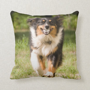 Australian Shepherd Playing With Ball Cushion