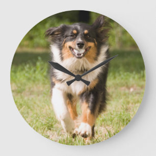 Australian Shepherd Playing With Ball Large Clock