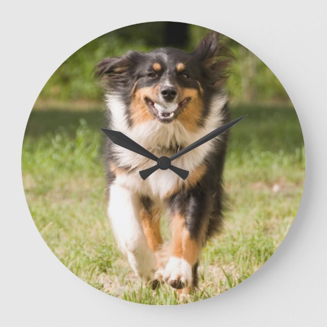 Australian Shepherd Playing With Ball Large Clock (Front)