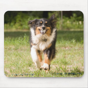 Australian Shepherd Playing With Ball Mouse Pad