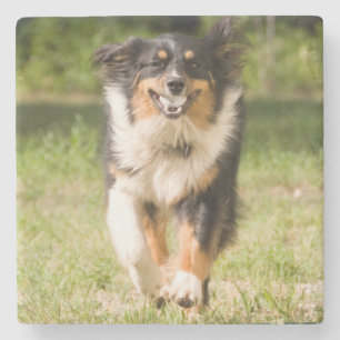Australian Shepherd Playing With Ball Stone Coaster