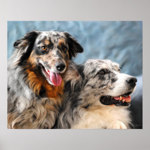 Australian Shepherd Portrait Fine Art Print