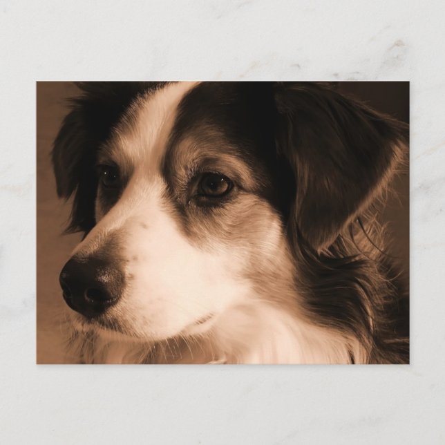 Australian Shepherd Portrait Postcard (Front)