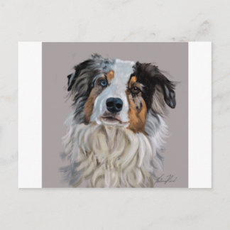 Australian Shepherd Postcard