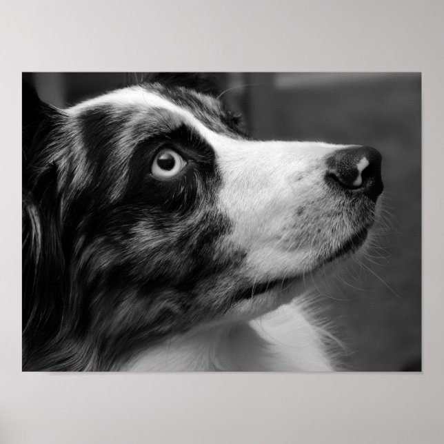 Australian Shepherd Poster (Front)