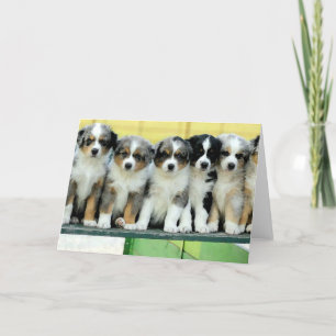 Australian Shepherd Puppies Blank Greeting Card