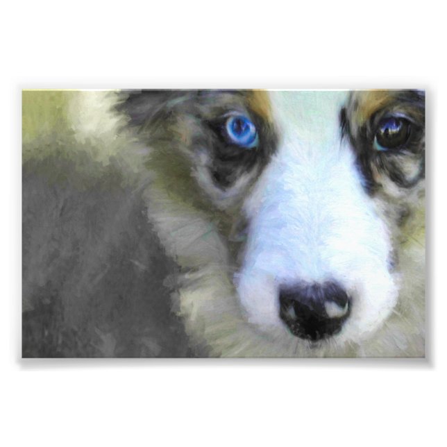 Australian Shepherd Puppy 1 Photo Print (Front)