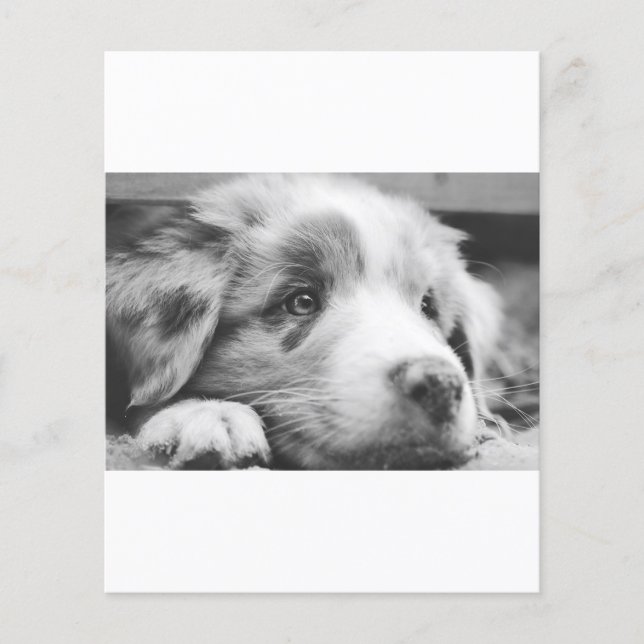 australian shepherd puppy bw (Front)