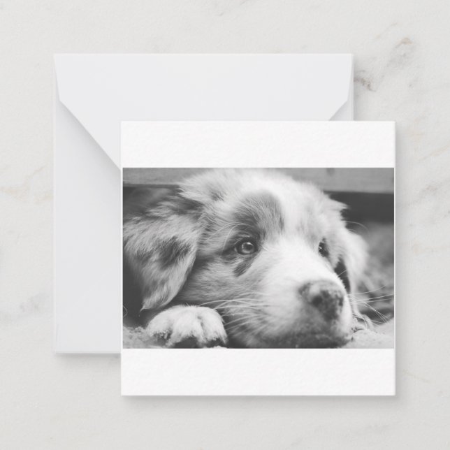 australian shepherd puppy bw card (Front)