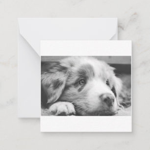 australian shepherd puppy bw card