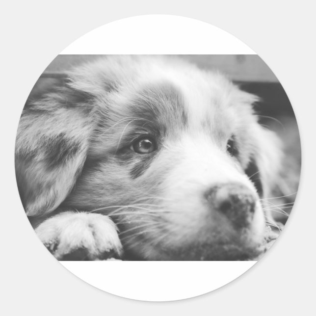 australian shepherd puppy bw classic round sticker (Front)
